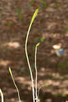 Carolina grasswort